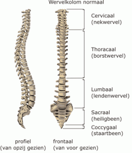 wervelkolom
